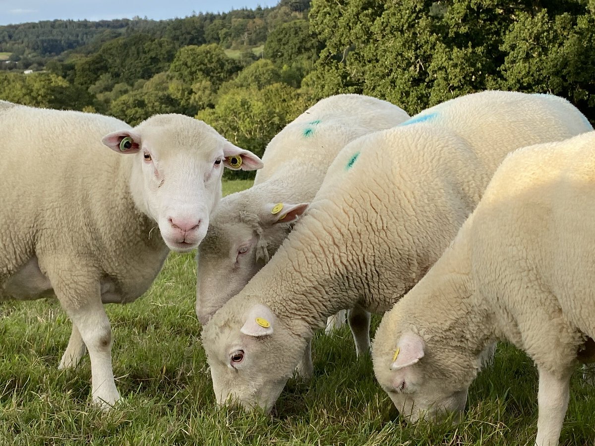 NickyRobinson12's tweet photo. Ewes have been BCS and FEC, now enjoying some good grass and time away from lambs #firsttimeshepherd #dorsetsheep https://t.co/phJhvdzDkI