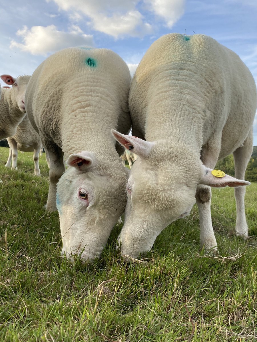 NickyRobinson12's tweet photo. Ewes have been BCS and FEC, now enjoying some good grass and time away from lambs #firsttimeshepherd #dorsetsheep https://t.co/phJhvdzDkI