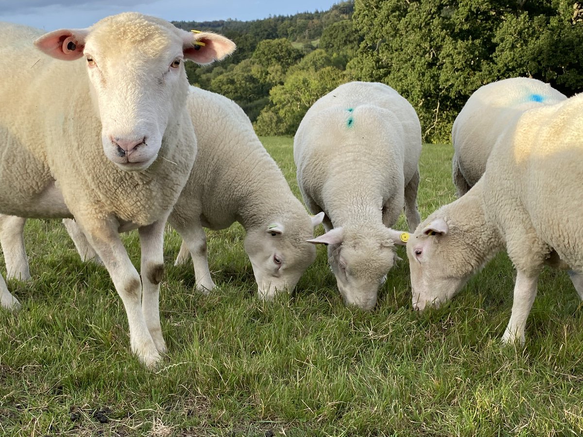 NickyRobinson12's tweet photo. Ewes have been BCS and FEC, now enjoying some good grass and time away from lambs #firsttimeshepherd #dorsetsheep https://t.co/phJhvdzDkI