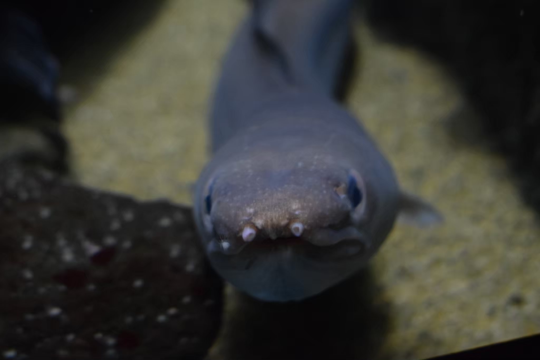 Twitter 上的 二枚貝ホタテ 旧称 たまぼっち Sendaiuminomori 魚たちの正面顔 剽軽で可愛いですね 顔の側面に目がついていると思いきや 意外と両目が前を向いてて 目が合う瞬間が嬉しい あと 個人的には鼻腔も好き T Co To1ltcodek Twitter