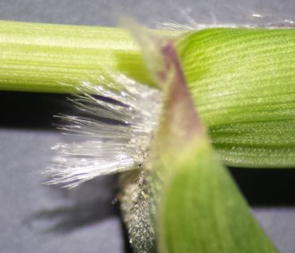 Setaria pumila is very distinctive. The 6-8 long bristles stick out beyond the spikelets, and give the whole panicle a golden appearance. Confirm the ID by noting that both glumes are much shorter (2.1 and 2.4mm) than the lemma (3.2mm). Ligule a beautiful row of silver hairs.