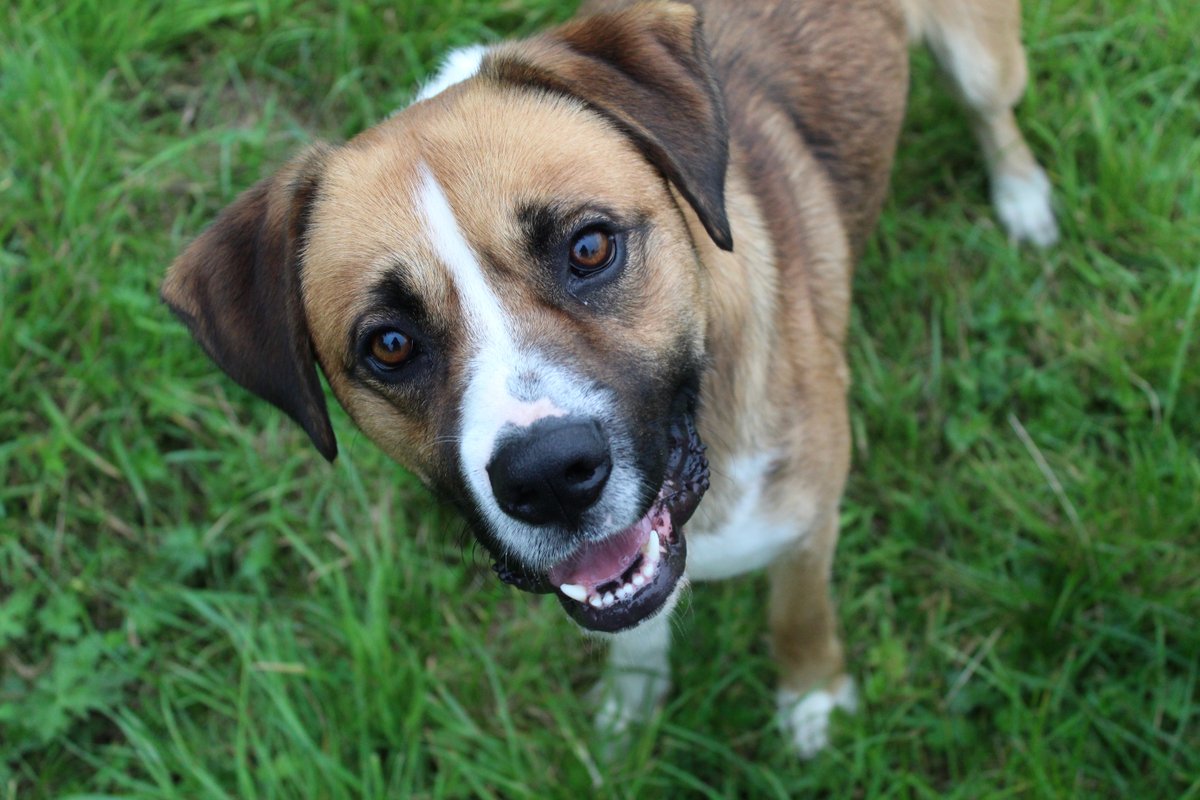 DT_Ballymena's tweet photo. Just beautiful Milo, being a babe ๐
Did you know he's ready to find his furever home? ๐พ read all about him by clicking the link in our bio.
#dogstrustballymena #boxercross #adoptme #adoptdontshop #adifl #NorthernIreland https://t.co/bk3tSg83E6