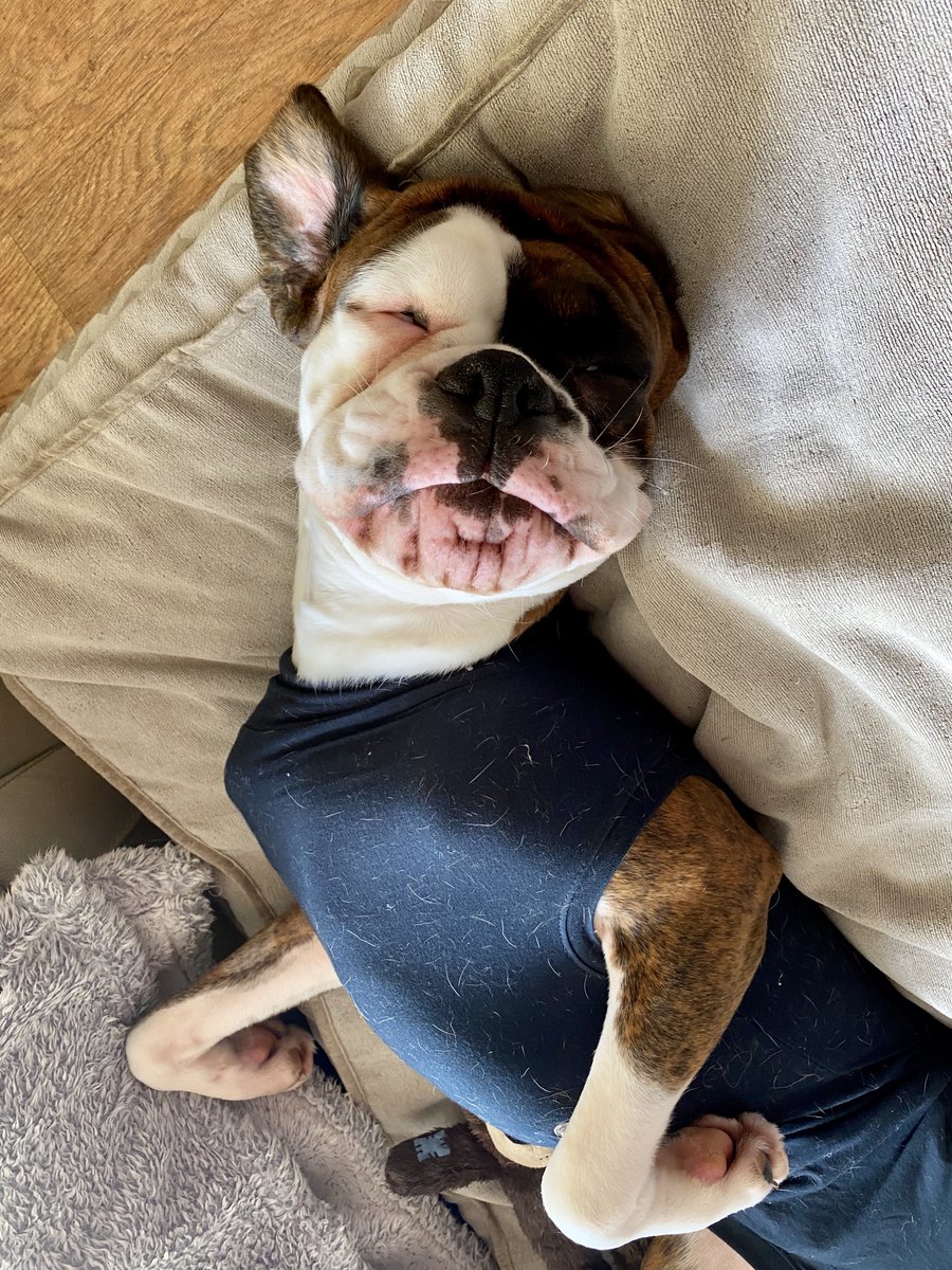 dtcb67's tweet photo. Iโm taking things real easy at the moment ๐ถ๐๐๐ #boxerlovers #boxers #boxersoftwitter #boxerdog #boxerlover #boxergram #boxerfun #boxerarchie #boxer #boxerworld #boxerboys #boxerbrothers #boxerdogs #boxercooper #boxerlife #boxerfam #boxerdoglife #boxerfeatures #boxerfrank https://t.co/PEkwjPVDkX