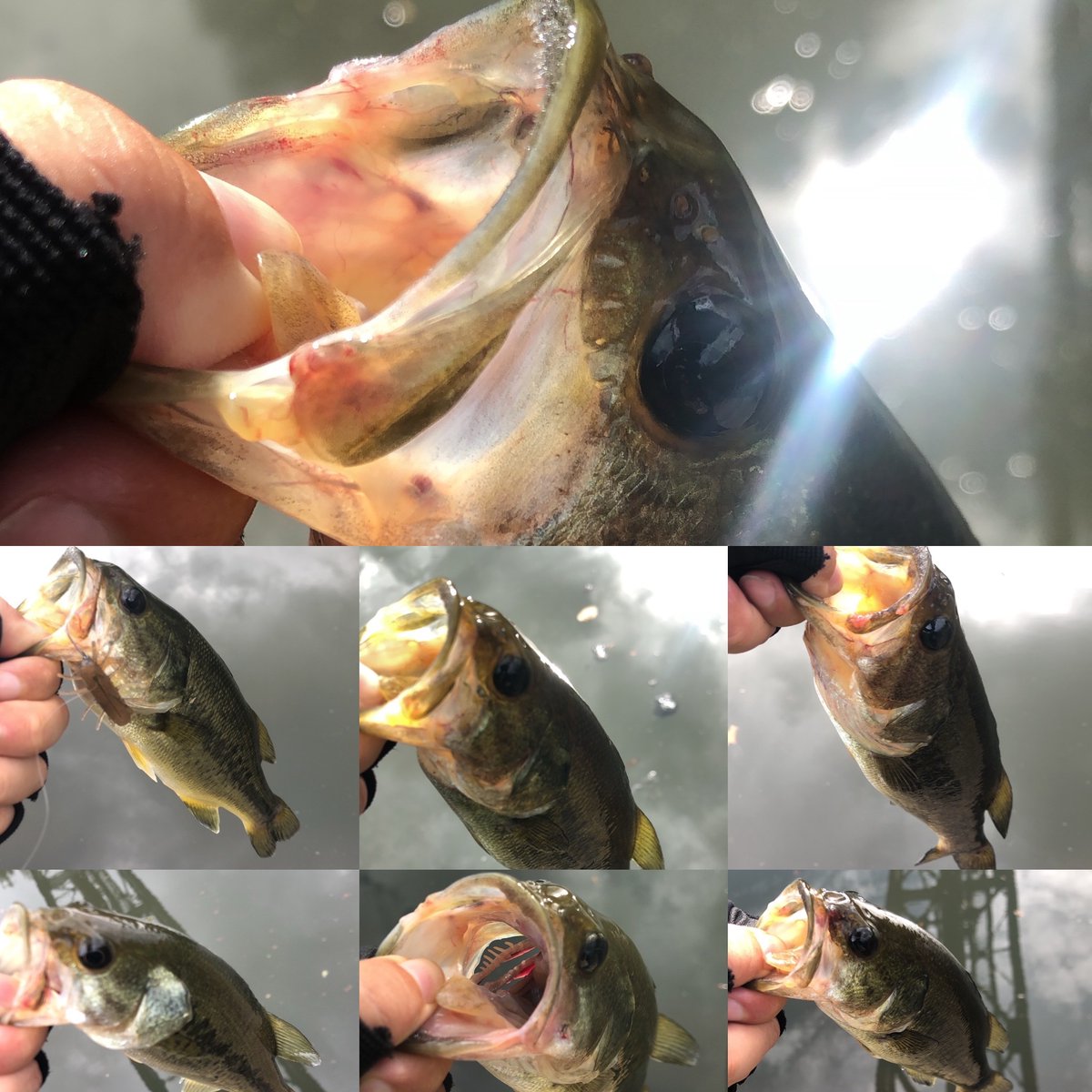 hokuto_sd's tweet photo. 雨が上がってから3時間の釣行で8本と記録更新🎣
サイズはまたもや20-35cm。。。
#legitdesign #shimanofishing #osp #dolivebeaver3 #hpbug #印旛新川 #bassfishing https://t.co/mWC8zHPv4B