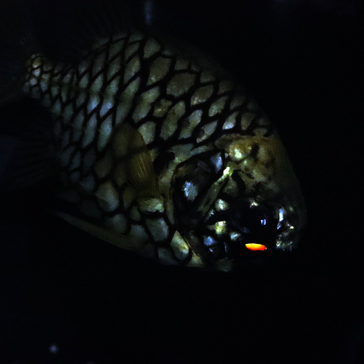 水族館好きな人と繋がりたい Hashtag On Twitter