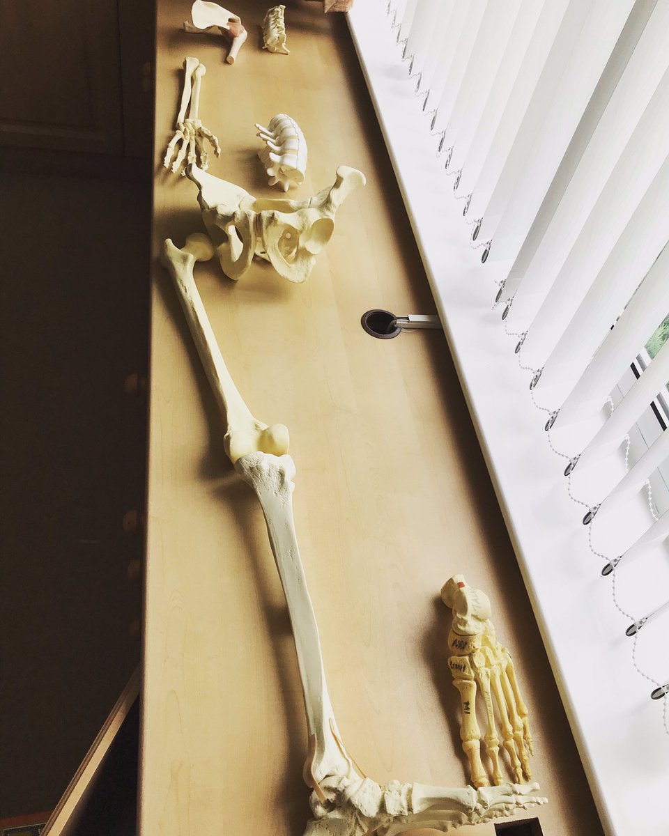 orthonetwork's tweet photo. Surely we’re not the only one why has a #drybone skeleton somewhere? One of the best ways to learn anatomy is to use dry bones 👏🏻 https://t.co/t2miT0y60S