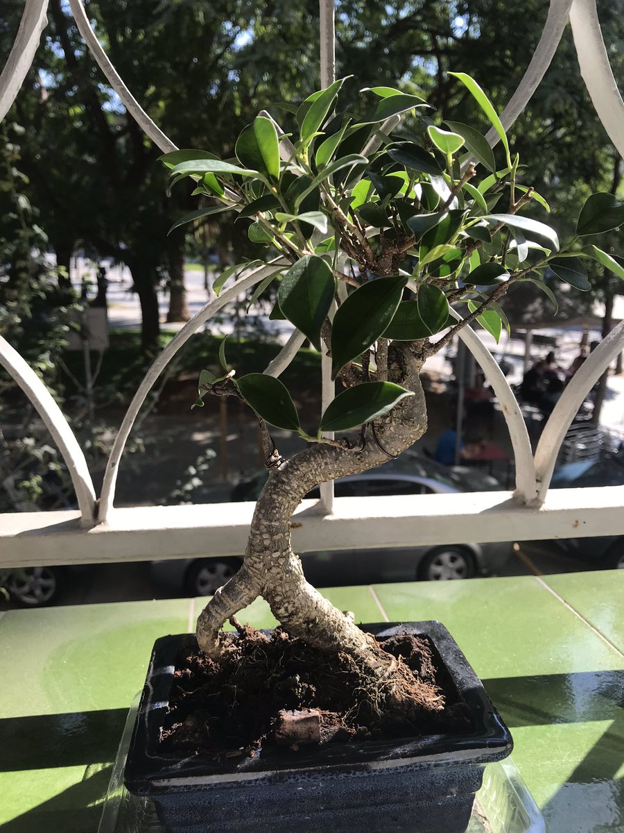 BPlarubato's tweet photo. #FicusRetusa #bonsai update 06/09/2020 https://t.co/4McuGFqvv2