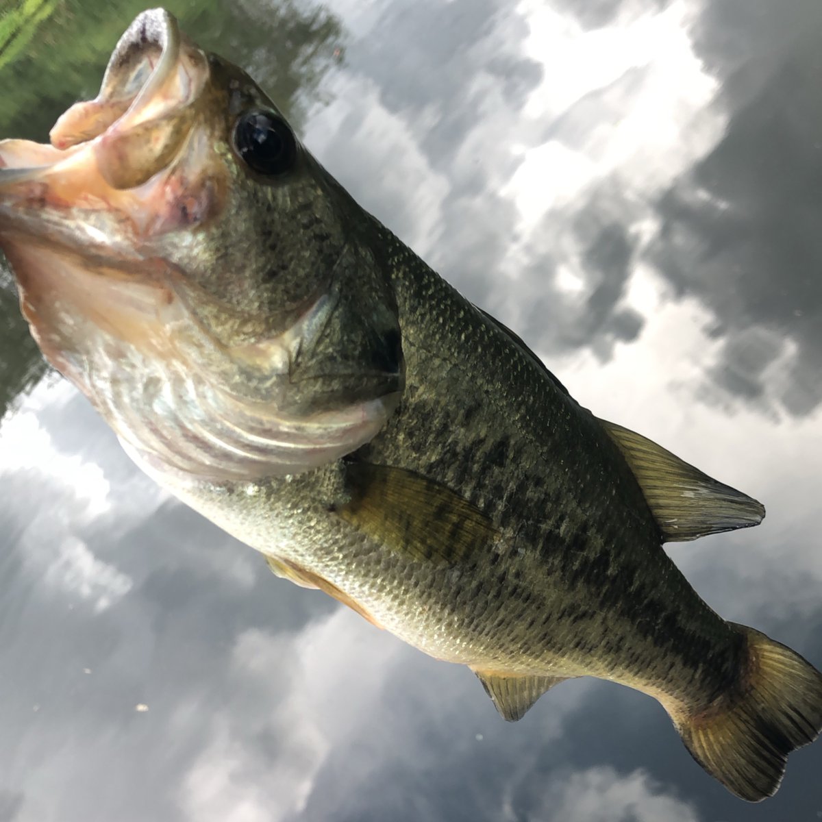 hokuto_sd's tweet photo. 雨が上がってから3時間の釣行で8本と記録更新🎣
サイズはまたもや20-35cm。。。
#legitdesign #shimanofishing #osp #dolivebeaver3 #hpbug #印旛新川 #bassfishing https://t.co/mWC8zHPv4B