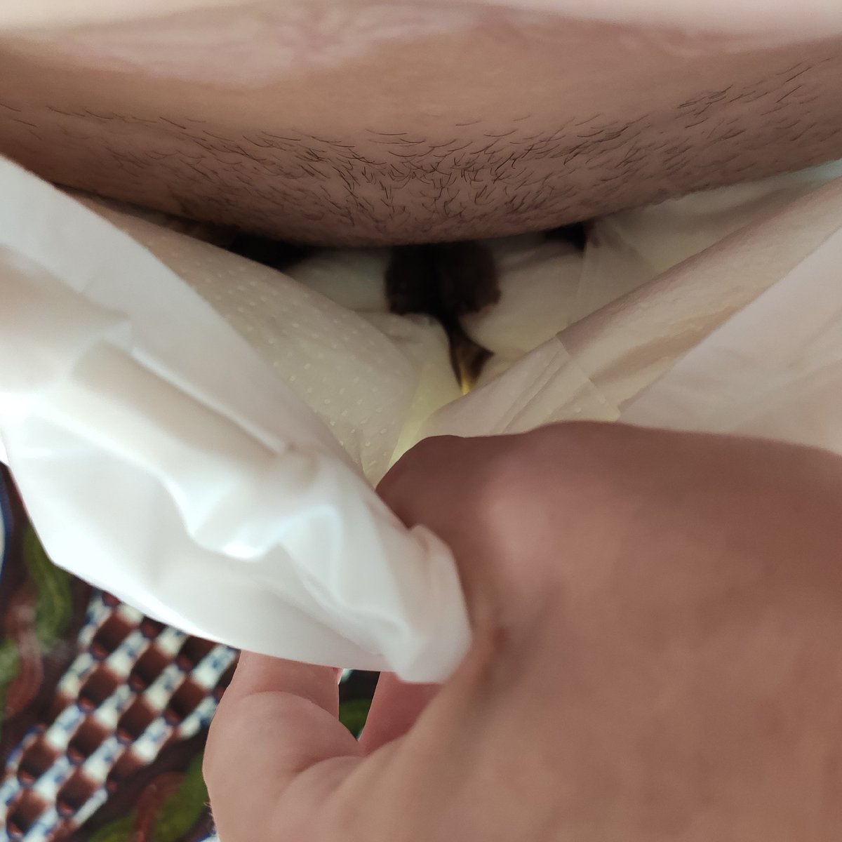 MCrasseuse's tweet photo. Hier soir j'ai mangé de la bonne merde de mon Maître. Et j'ai dormi la couche bien souillée. Et ce matin, au ptit dej, il m'a encore nourri.
#poop #scat #shit #shiteat #humantoilet #toiletslave #layer #couche https://t.co/dw7bE0omcL
