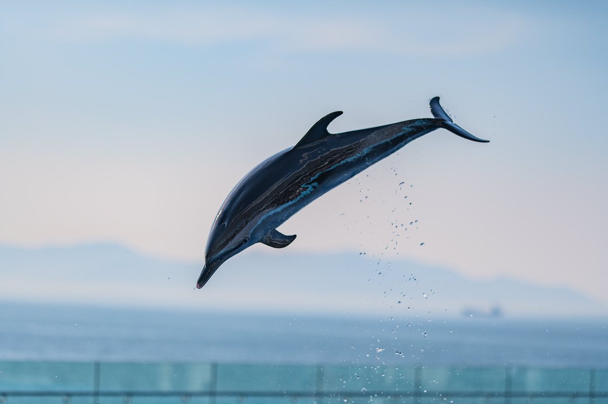 あき 四国水族館のイルカ可愛い