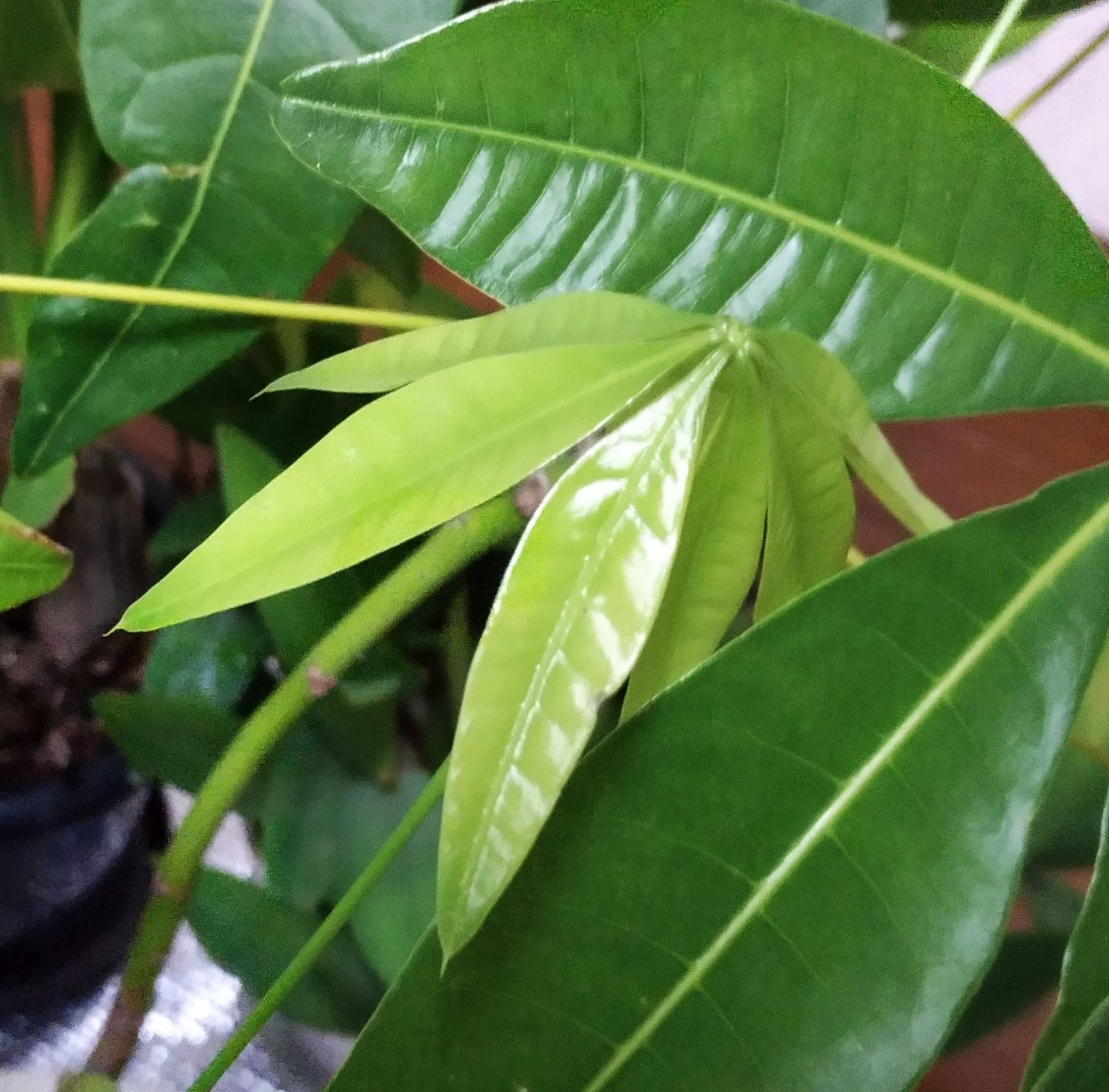 こころんグリーン Twitter પર パキラの新芽が開き始めています 小さな葉っぱも 少しだけ大きくなってきました 色も濃くなってきました パキラ 新芽 葉っぱ 濃く 100均 夏 観葉植物 園芸 ガーデニング 熊本市南区 熊本 T Co R5quonusid