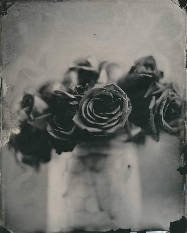 lessthanever's tweet photo. Φωτογραφία: Robert Kenney, Black roses https://t.co/FO8lHnzMnE