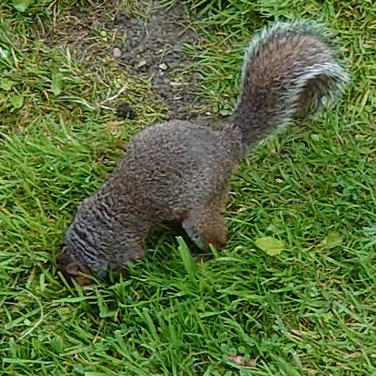 Lisa19576's tweet photo. @LoveYourGarden2 My regular Visitors (Last pic Hedgehogs Mating)
Sheffield, South Yorkshire
#UrbanWildlife #MyCassa https://t.co/IIPKMYQTWr