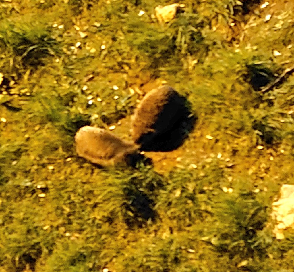 Lisa19576's tweet photo. @LoveYourGarden2 My regular Visitors (Last pic Hedgehogs Mating)
Sheffield, South Yorkshire
#UrbanWildlife #MyCassa https://t.co/IIPKMYQTWr