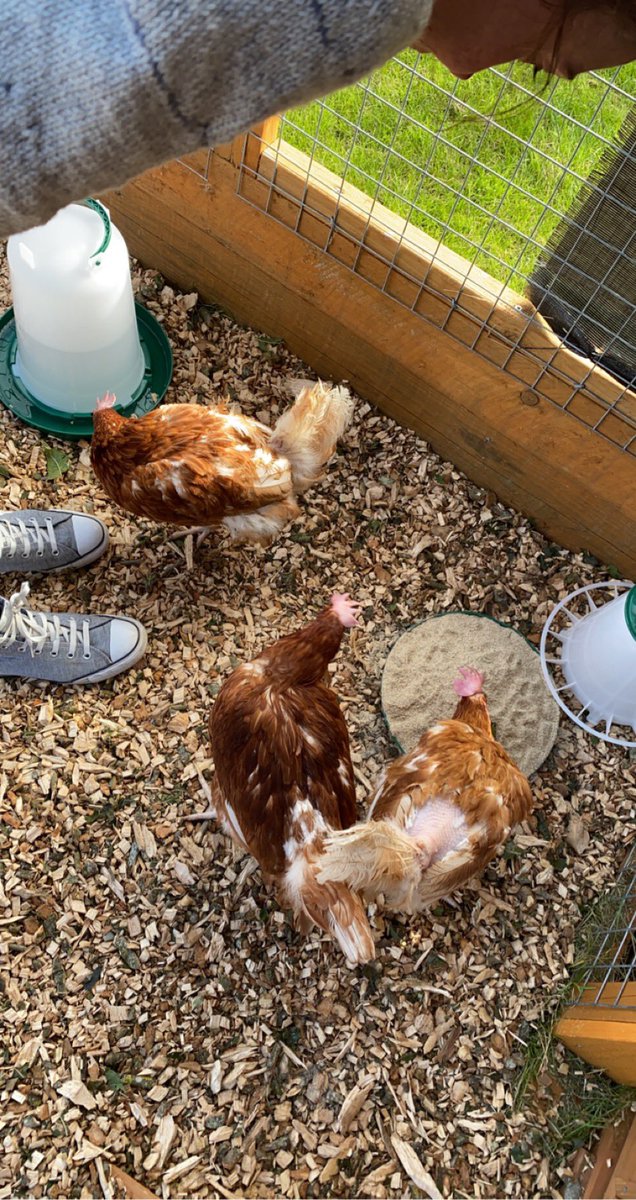 ecmowatt's tweet photo. So excited to introduce my class to these three lovely ladies tomorrow and watch them love and care them back to full health 💕🐓🐓🐓 @LadyloanHens #bhwt #rehomedhens https://t.co/DCmVpBPbDa