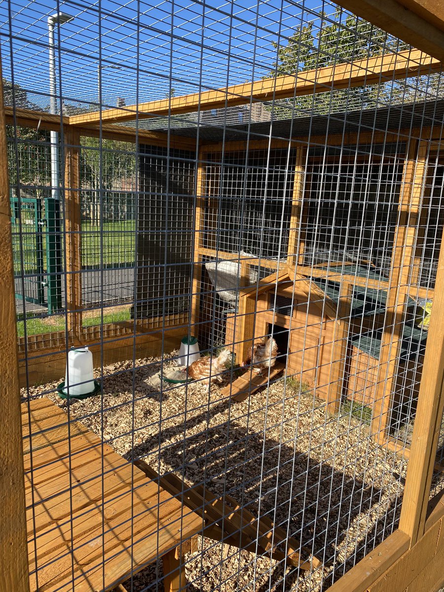 ecmowatt's tweet photo. So excited to introduce my class to these three lovely ladies tomorrow and watch them love and care them back to full health 💕🐓🐓🐓 @LadyloanHens #bhwt #rehomedhens https://t.co/DCmVpBPbDa