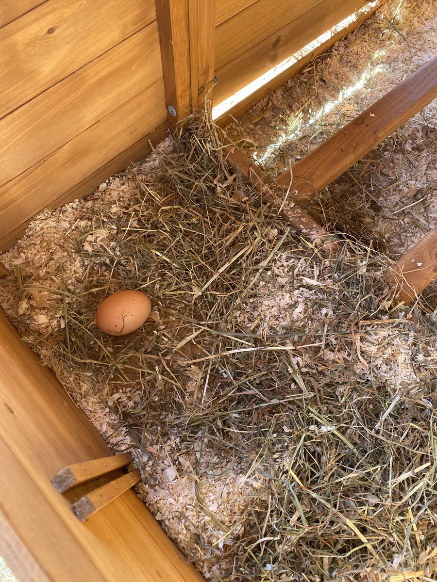 ecmowatt's tweet photo. So excited to introduce my class to these three lovely ladies tomorrow and watch them love and care them back to full health 💕🐓🐓🐓 @LadyloanHens #bhwt #rehomedhens https://t.co/DCmVpBPbDa