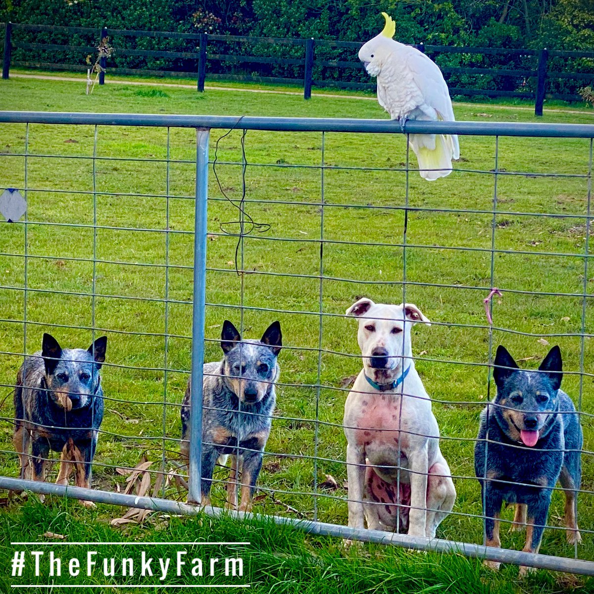 TheFunkyFarm's tweet photo. Waiting patiently to re-open!! ๐
Might be a while guys ๐ฌ
.
.
.
#thefunkyfarm #stage4 #lockdown2020 https://t.co/o0LdSITdQ6