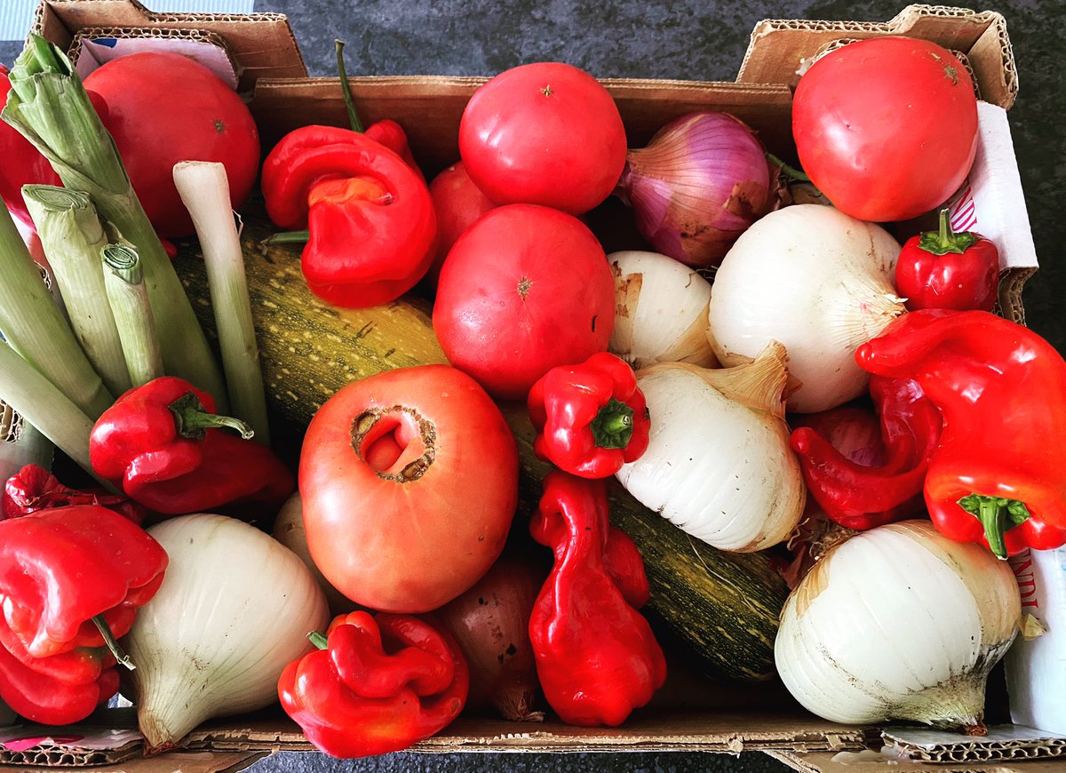 SearaMonica's tweet photo. La comida que comes puede ser la forma más segura de medicina o el más lento de los venenos #annwigmore #nutricion #galiciacalidade #horta #huerta Nos hemos olvidado de sembrar y #cultivar y es la única forma q conozco para poder recoger, esto es #amor https://t.co/SEaPvvARFG