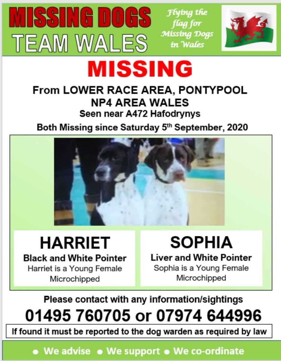 gelert01's tweet photo. #Harriet #Sophia missing #HAFODRYNYSRD #LOWERRACE area #PONTYPOOL #NP4 05/09/2020 #Chipped one sighted #Crumlin #Swfrydd
@CarolPoyerPeett @juliagarland73 @Anthony_Bailey_ @mazzy1412 @sharonwrdl https://t.co/MzSpm4dhcQ