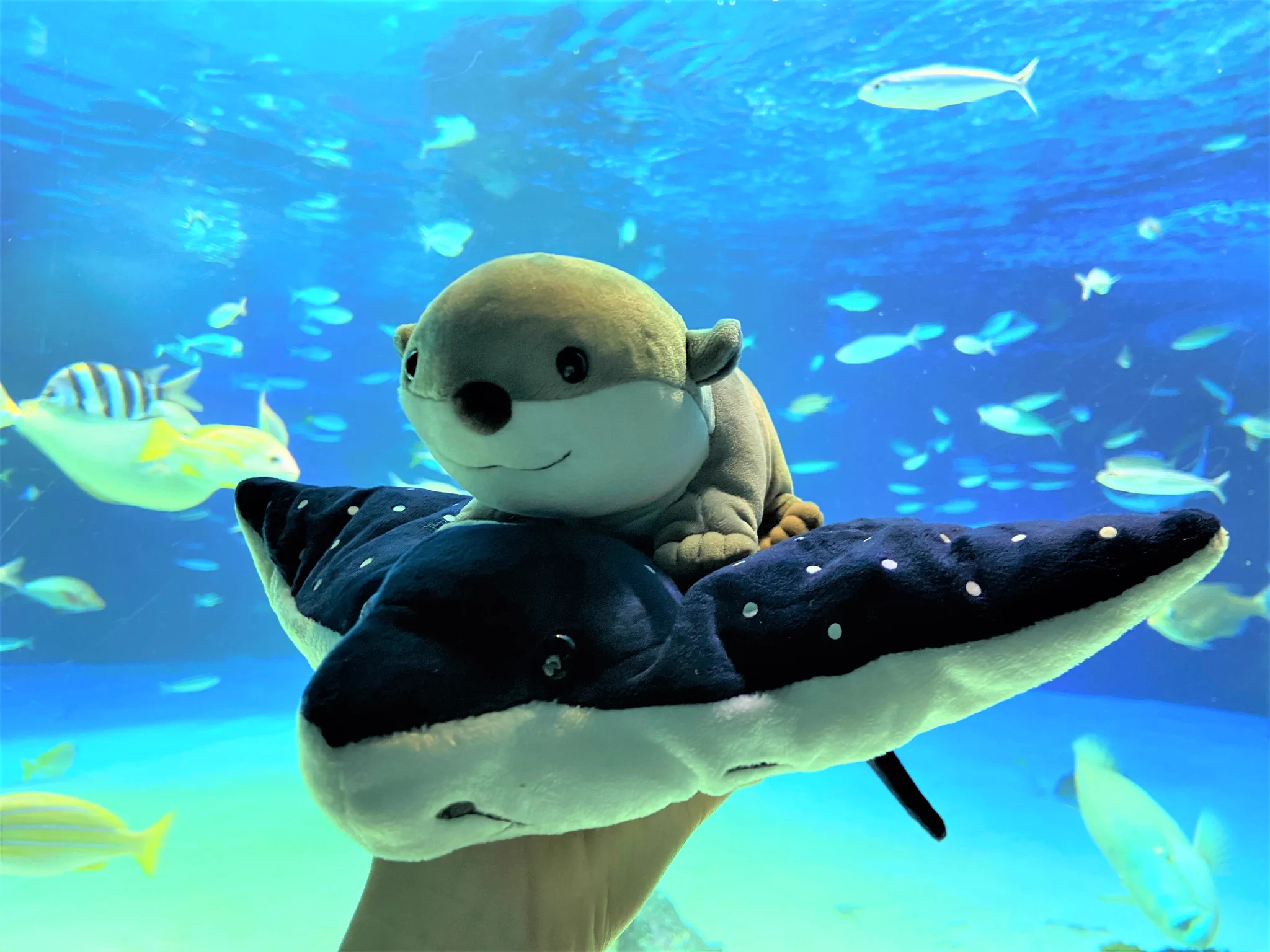 サンシャイン水族館 on X: 