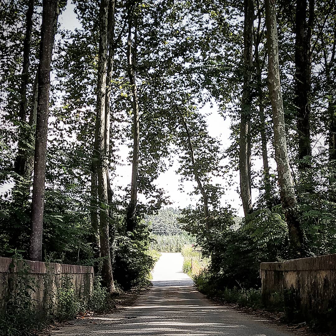 CarlesTrujillo's tweet photo. Camino a la calma

#santacolomadefarners #camino #way #forestway #grove  #arboleda #river #riverbridge #puente  #caminos #bosque #bosques  #photooftheday #naturephotography #artnature #catalunya_foto #catalunya_natura #liketime #followmeto https://t.co/YhteWyUaxi