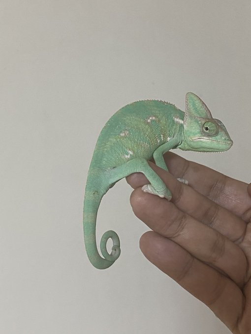 カメレオンのtwitterイラスト検索結果 古い順 カメレオンのtwitterイラスト検索結果 古い順