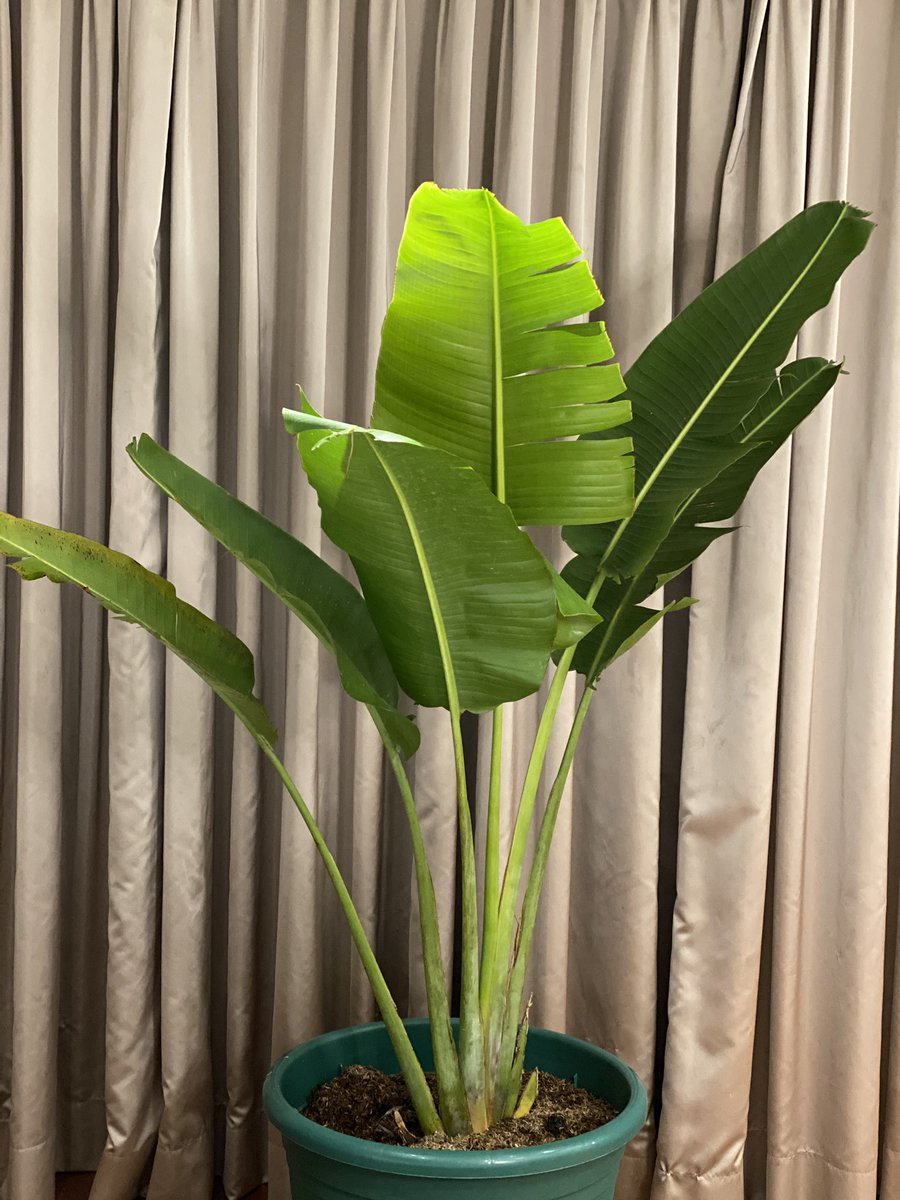 alfiesy's tweet photo. @margavsmachine Traveller’s Palm (170 cm tall). Php 1500 only from QC Memorial Circle. Money well spent if I may say.  😜 https://t.co/wZSCjQwVDh