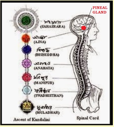 12/n MAGNETISM&GRAVITYElectric Current Flows in Nerves (Chakras), Causing Magnetic Aura (आभा)श्री कृष्ण was not BLUE SKINNED, But had a Blueish AuraMore Activated the Chakra Energy=>Higher the Aura of Chakraआज्ञा चक्र Controls PINEAL GLANDIMP- बीज मंत्र -आज्ञा CHAKRA =ॐ