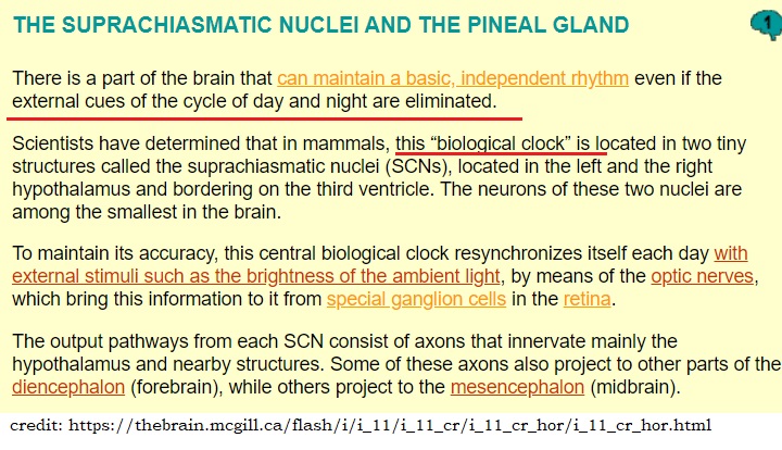 13/n BODY CLOCKBODY has it's Own Clock. ~A computer to function has a clock in CMOS. ~Similarly Body has Clock Located in Hypothallamus. ~It is Called - Circadian Biological Clock~control Sleep Cycle & Chemical Release TimingsTHIS CLOCK is Controlled by PINEAL GLAND