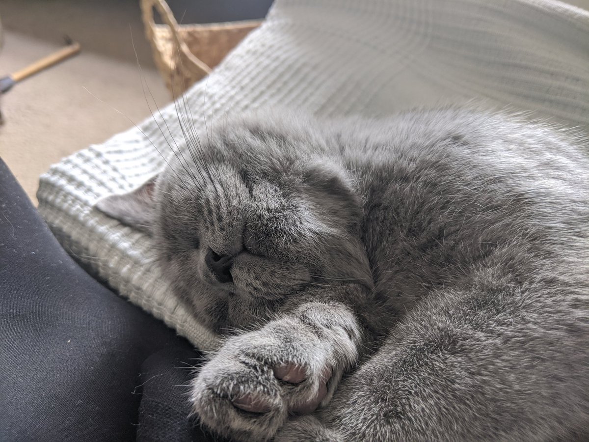 Bird has worn himself out chewing on my knitting needles and now he is doing his best sleeping. No-one can sleep better than Bird. When conscious he's not very clingy, but he loves to sleep next to you on the sofa