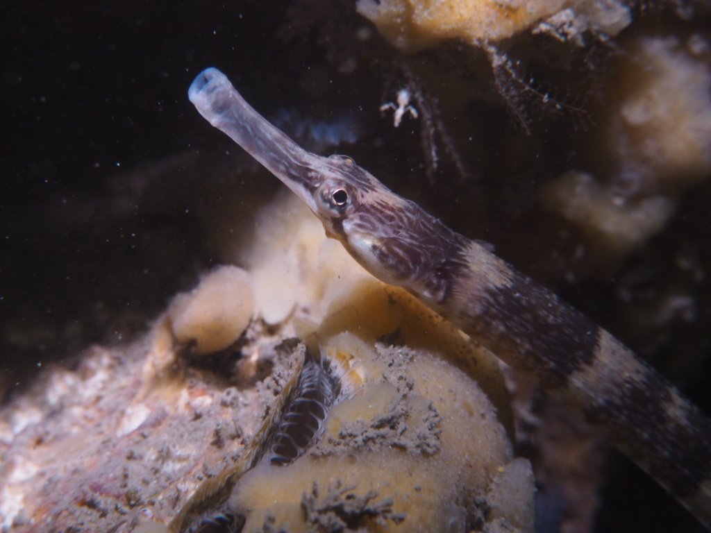 robweeda's tweet image. Mooie zeenaald bij Sint Annaland. #duiken #oscd