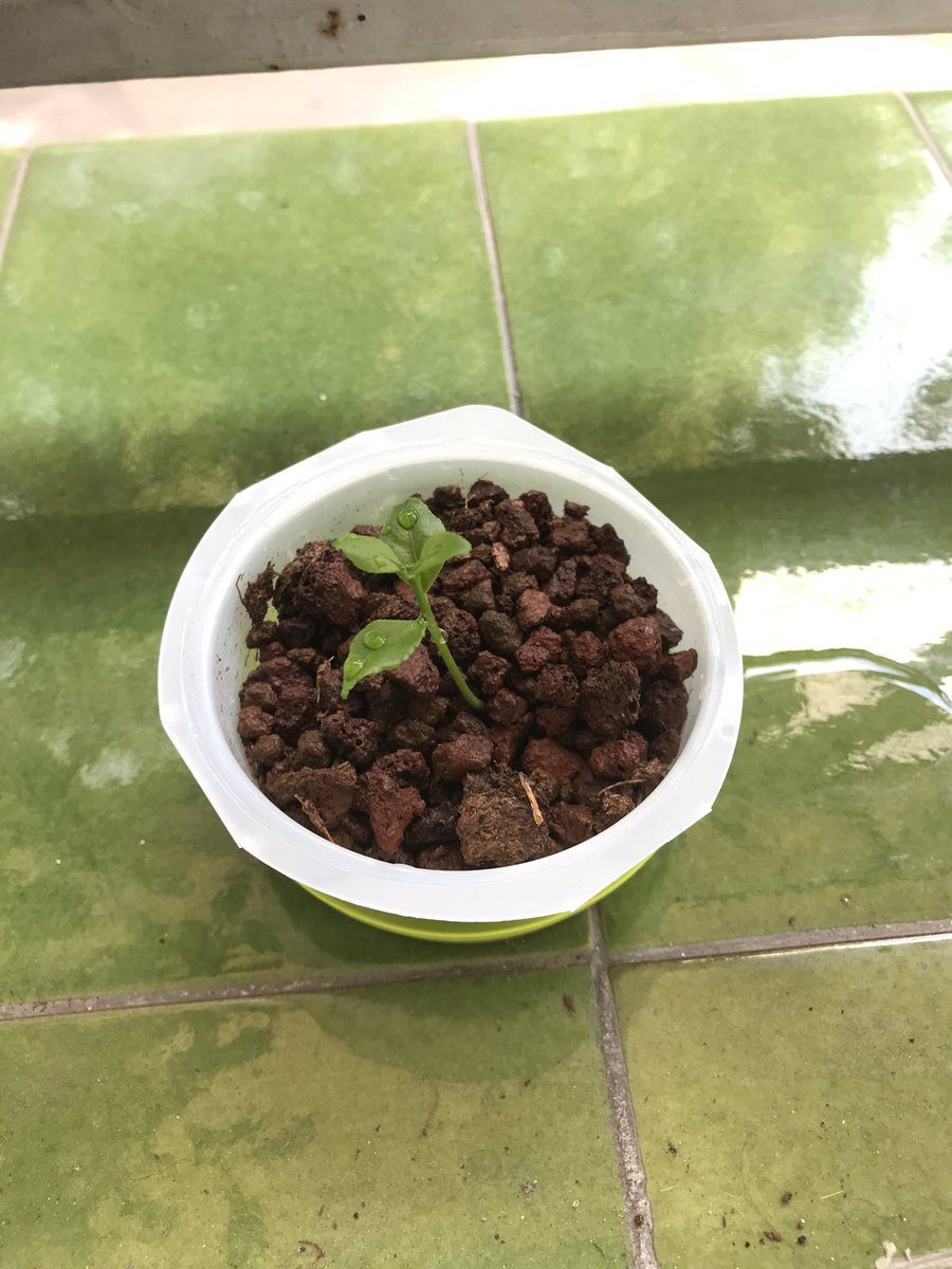 BPlarubato's tweet photo. First time repotting! Repotted one lemon seedling using #terrabonsai substrate! 06/09/2020 https://t.co/RqUCNqeaGG
