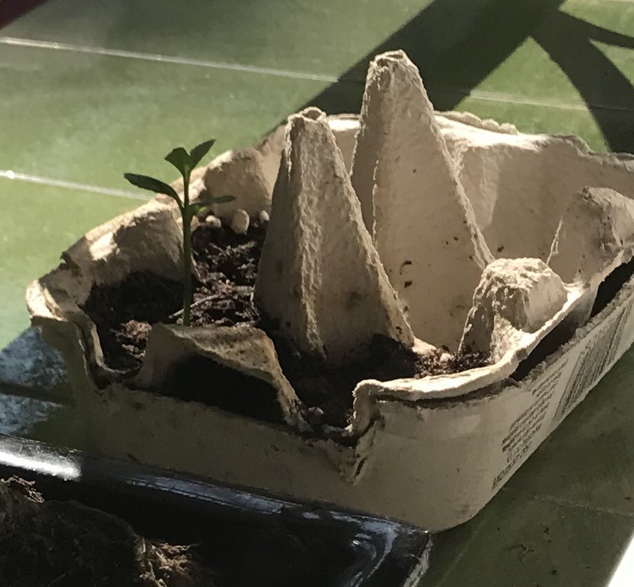 BPlarubato's tweet photo. First time repotting! Repotted one lemon seedling using #terrabonsai substrate! 06/09/2020 https://t.co/RqUCNqeaGG