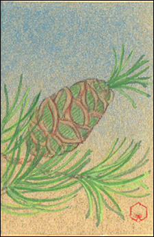 アネザイチカ Rt Tanjyouka ９月６日の誕生花 高野槙 こうやまき 花言葉 奥床しさ 秋篠宮悠仁親王殿下のお印がこれ 日本特産種で 大木となれば40mを越える高さになります 数ある庭木の中でも別格扱いで 高価なのに競い合って庭に植えた時代も