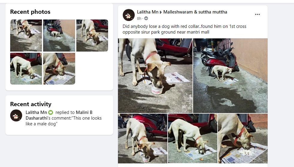 abhishek_help's tweet image. Immediate honest hep required to save the Human&apos;s Best Friend (Dogs) from dying like....

A dog with red collar..found him on Malleswaram 1st cross opposite sirur park ground near Mantri mall.

Please come forward, save the dog from Dying 
#savedog #showhumanity