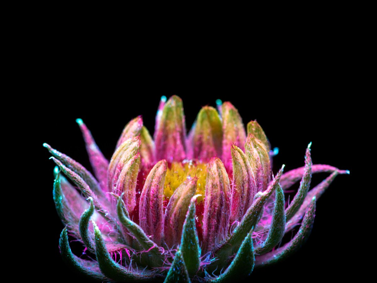 WIREDScience's tweet photo. All plants reflect an ultraviolet light that's invisible to the human eye. This dazzling photo series makes that invisible light visible: https://t.co/6tEaE6KO7W
📸: Craig Burrows https://t.co/CkgkCBKnIm