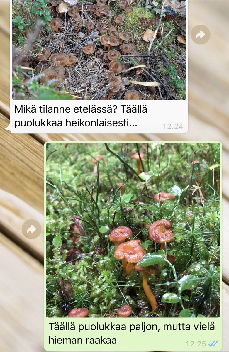 anu_hakala's tweet photo. Kaamanen-etelä 2-0 😅 

 #ystävät ❤️ #kuittailu #metsänantimet #sienet #marjat #syksy https://t.co/MsjFyZbcRu
