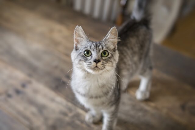 どうか な も 怪しい か 猫