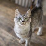 愛猫が何度もごはんを催促するときは？実はおなかが減っているのではなかった!