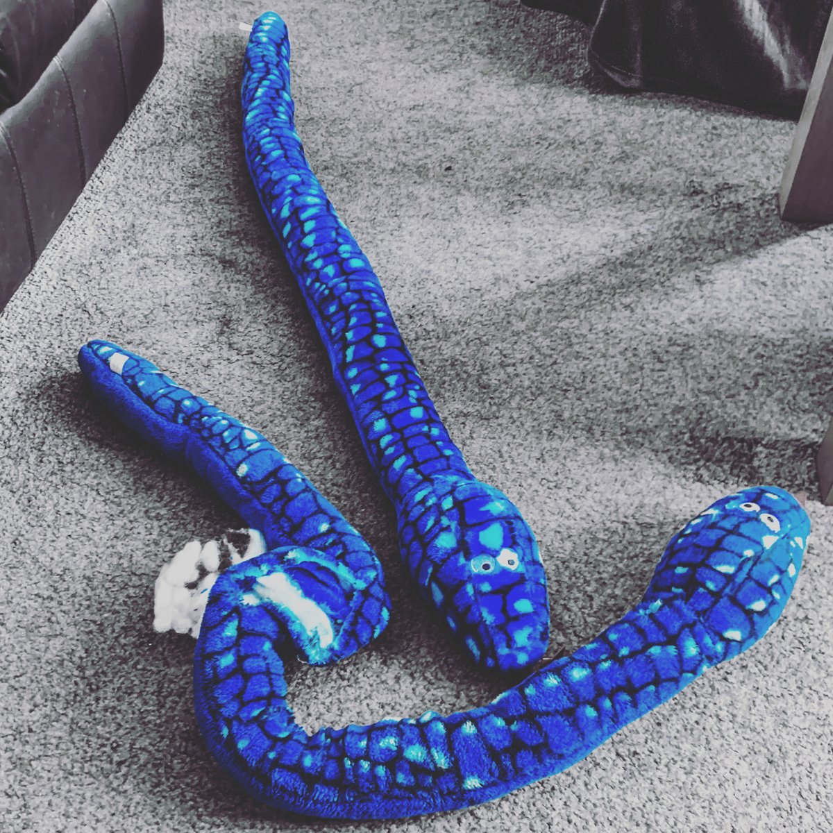 Daisy_dor's tweet photo. Severus Snake is dead. Long live Severus Snake II.
Daisy and Mabel 1 : Toys 0
#destuffed #desqueaked #tugofwar
@Mabel_dor https://t.co/EDqWajrERS