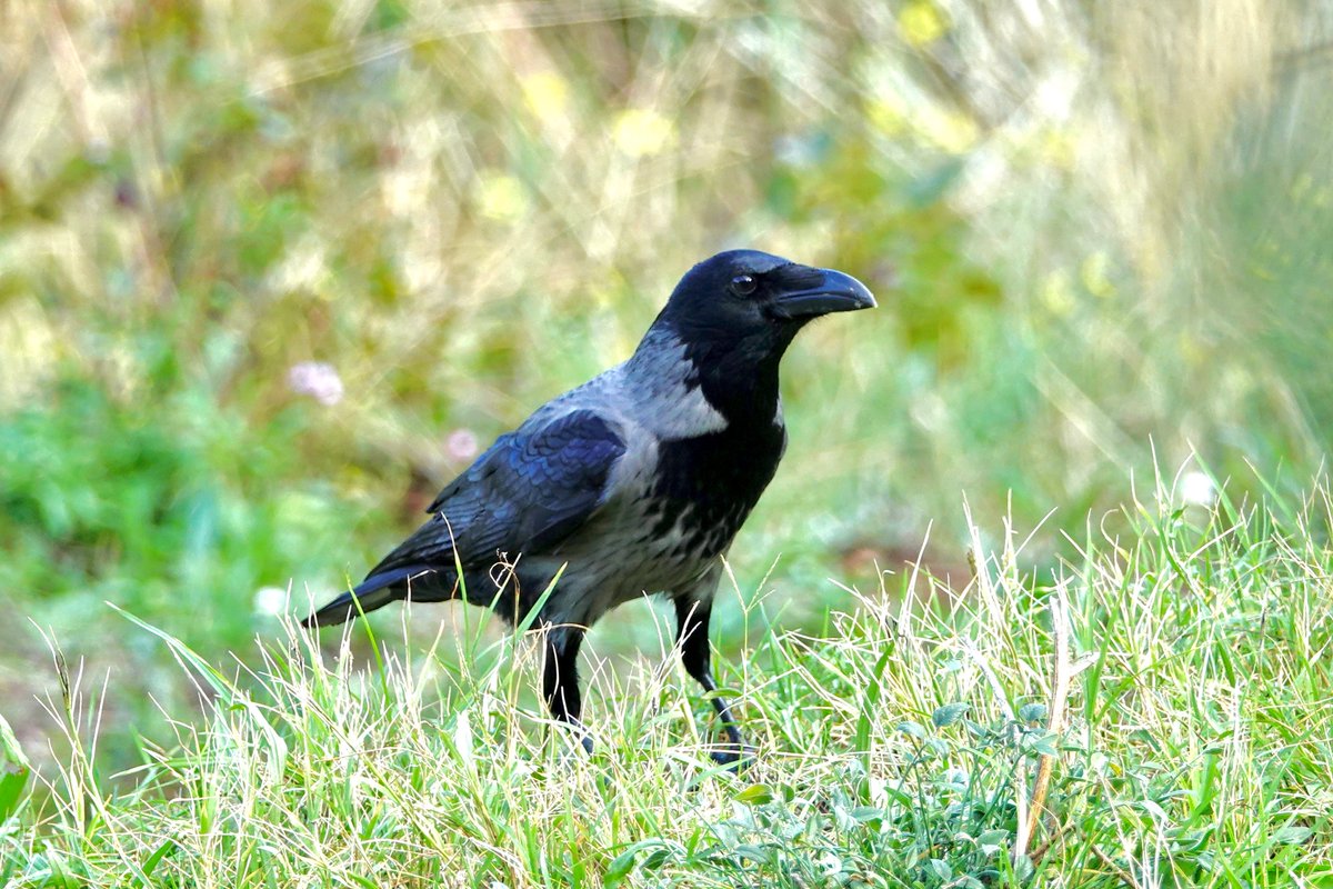 カラスの写真がＴＬを賑わせてる、、、って思ったら今日はもう9月6日！
今日ちょっと涼しかったから2ヶ月ぶりに近所に鳥見にでかけたら10分で雨に降られてびしょ濡れで帰宅。。。
早く涼しくなって欲しい(´д`lll)
＃ズキンカラス　＃HoodedCrow　@ニース2019
＃カラスの日