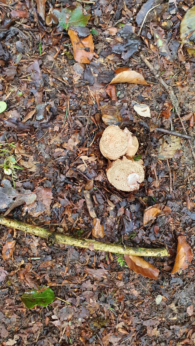 gerdadevriesfnp's tweet photo. Snein te moarn, fêste prik in kuiertocht, hjoed yn de bosken fan @staatsbosbeheer. It wurdt al wat letter yn de tiid, de paddestoelen kommende grûn al út #hjerst #Âldemardum https://t.co/OPPntBdWfJ