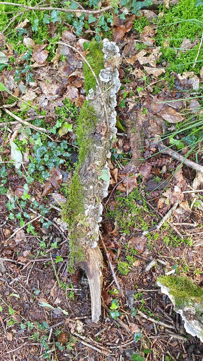 gerdadevriesfnp's tweet photo. Snein te moarn, fêste prik in kuiertocht, hjoed yn de bosken fan @staatsbosbeheer. It wurdt al wat letter yn de tiid, de paddestoelen kommende grûn al út #hjerst #Âldemardum https://t.co/OPPntBdWfJ