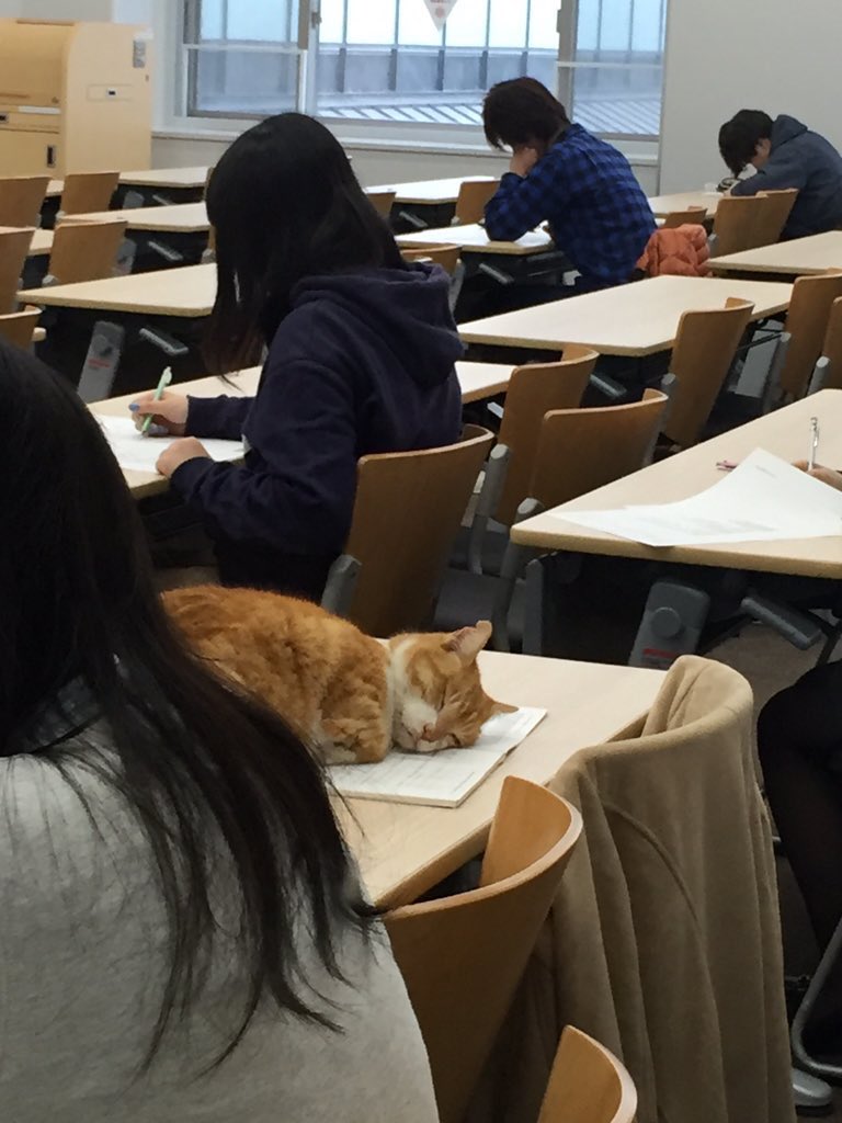 Kucing ini tidur di meja kelas kampus