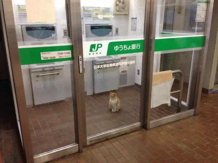 自由すぎるｗｗ大学のいたるところに出現するネコが可愛い。