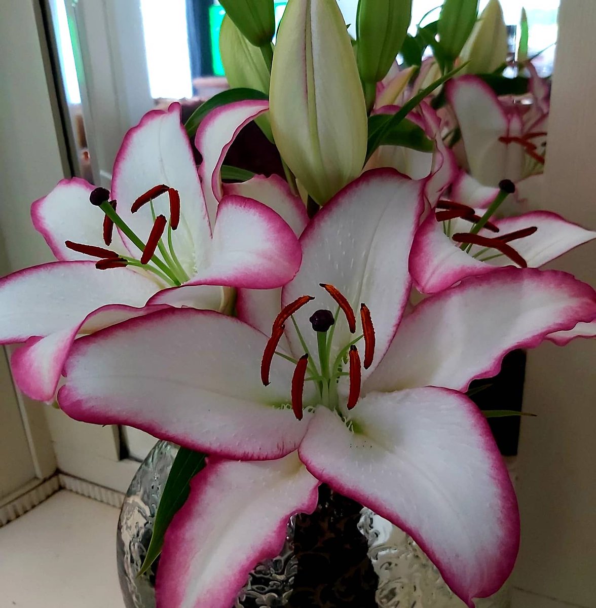 VOFBakkum's tweet photo. THE EDGE #outdoorlilies #kleurintensiteit #FloraHolland #klokvoorverkoop https://t.co/S7FpsFs2Cc