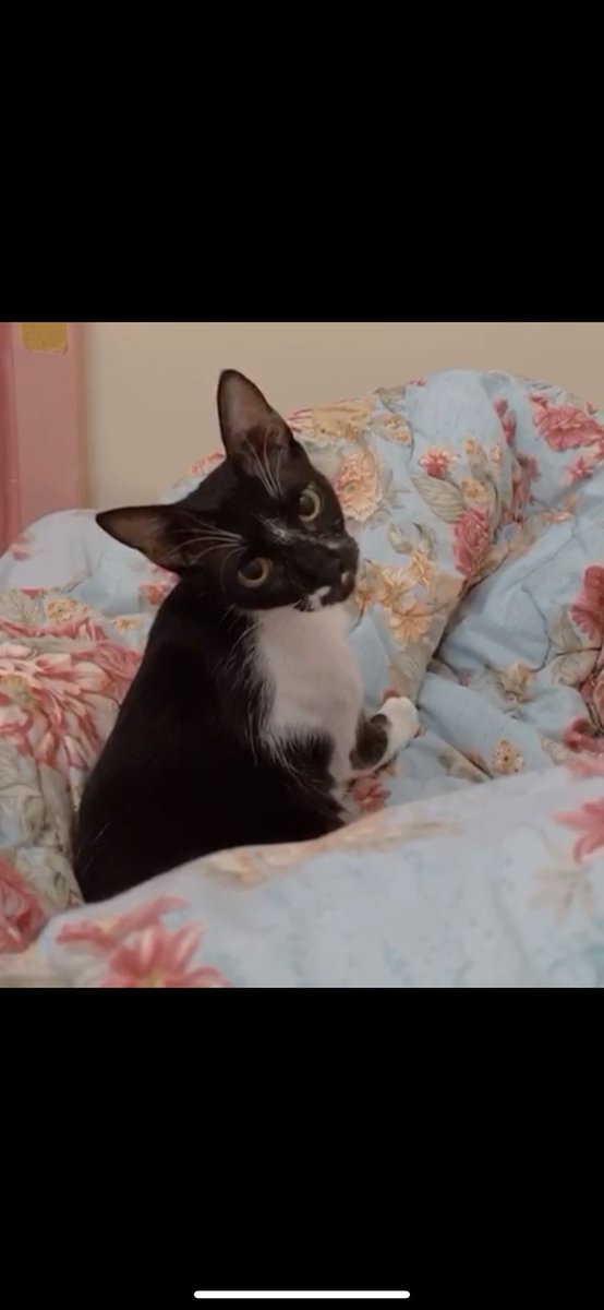 ⚖️هاله #انا_صوتهم 🐈 tweet media