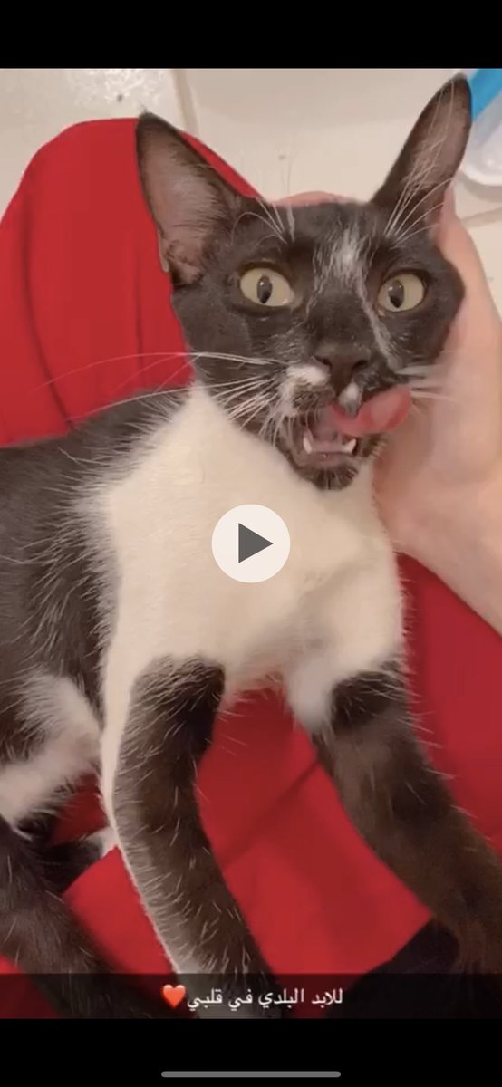 ⚖️هاله #انا_صوتهم 🐈 tweet media