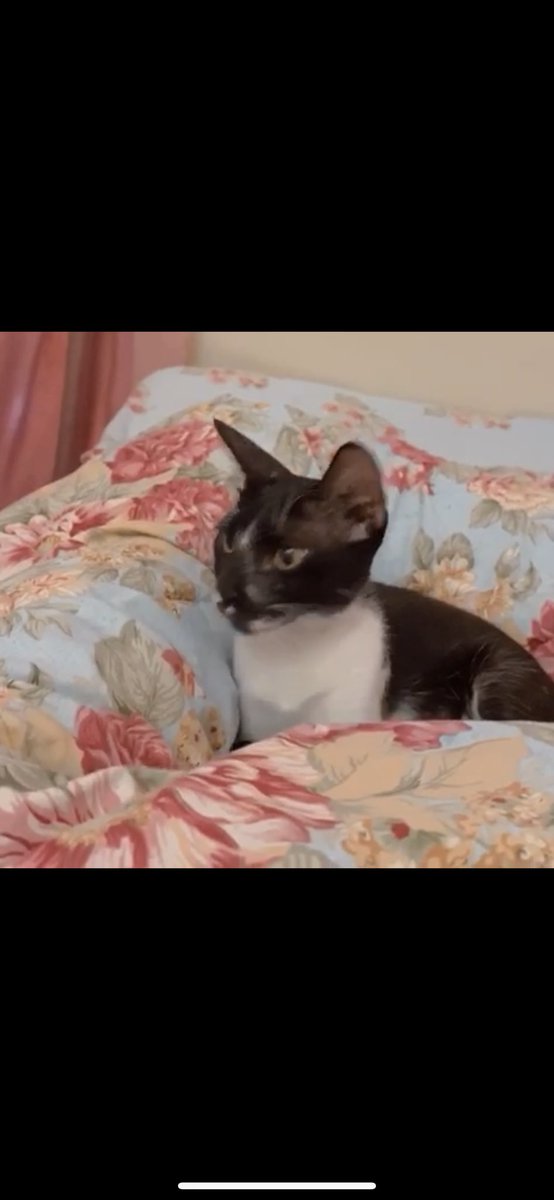 ⚖️هاله #انا_صوتهم 🐈 tweet media